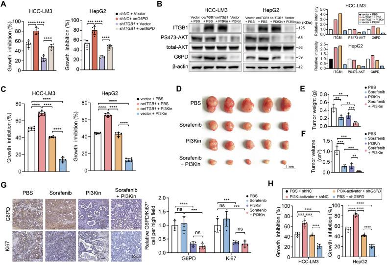 https://cdn.ncbi.nlm.nih.gov/pmc/blobs/e597/12277399/e01cf762e0fd/41419_2025_7842_Fig6_HTML.jpg