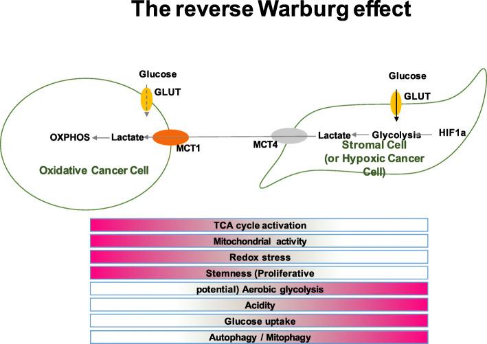 https://cdn.ncbi.nlm.nih.gov/pmc/blobs/e59a/7641839/47cd05bf190d/13058_2020_1355_Fig7_HTML.jpg