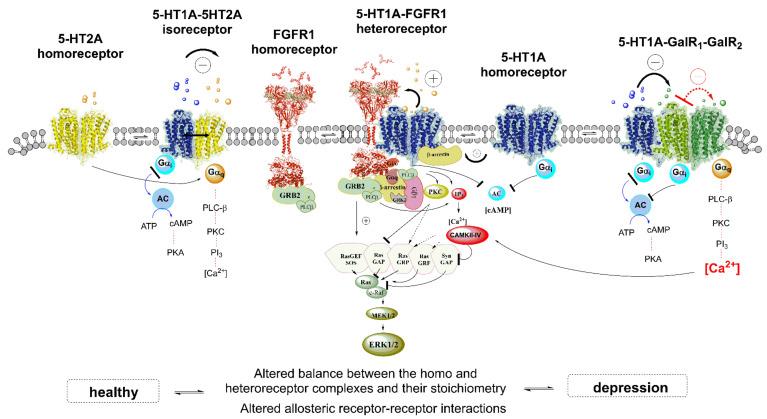 https://cdn.ncbi.nlm.nih.gov/pmc/blobs/e59b/9180493/d473b6c52b38/cells-11-01826-g002.jpg