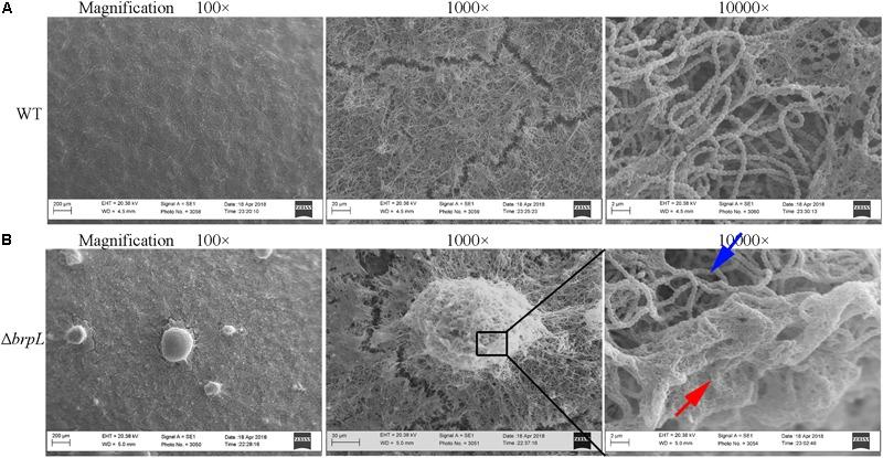 https://cdn.ncbi.nlm.nih.gov/pmc/blobs/e5a0/5987052/5793d29ffc43/fmicb-09-01154-g003.jpg