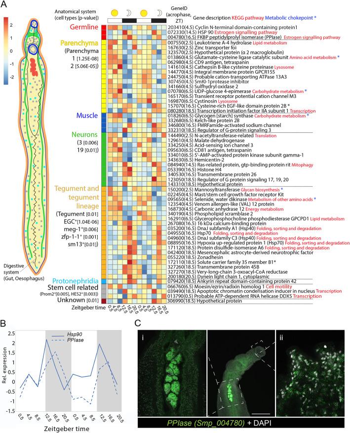 https://cdn.ncbi.nlm.nih.gov/pmc/blobs/e5a0/8638415/2988d2ab7c5b/12915_2021_1189_Fig3_HTML.jpg