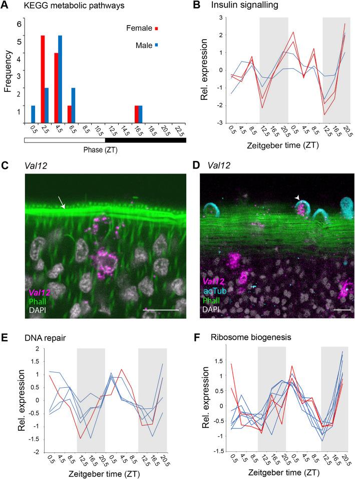 https://cdn.ncbi.nlm.nih.gov/pmc/blobs/e5a0/8638415/b1479b4b0a78/12915_2021_1189_Fig5_HTML.jpg