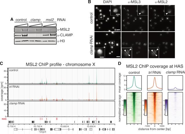 https://cdn.ncbi.nlm.nih.gov/pmc/blobs/e5a1/6393291/7664e5d44570/gky1238fig1.jpg