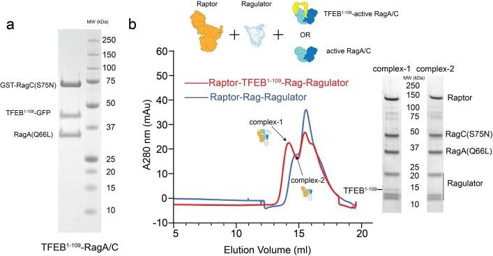 https://cdn.ncbi.nlm.nih.gov/pmc/blobs/e5a4/9931586/0780ce17d577/41586_2022_5652_Fig10_ESM.jpg