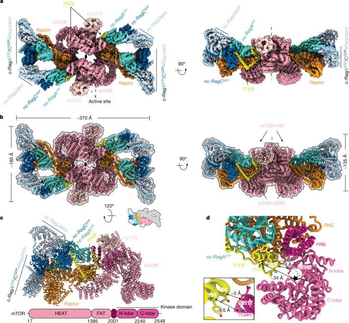 https://cdn.ncbi.nlm.nih.gov/pmc/blobs/e5a4/9931586/9bb8d8911c28/41586_2022_5652_Fig5_HTML.jpg