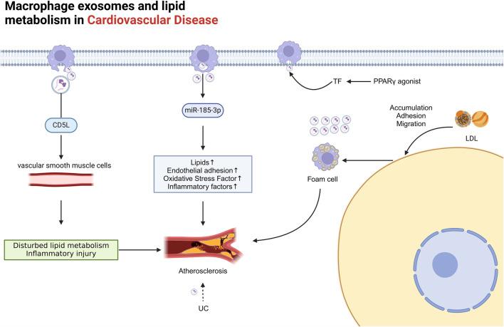 https://cdn.ncbi.nlm.nih.gov/pmc/blobs/e5a8/12075947/d0b3172ddbe2/fphar-16-1563800-g005.jpg
