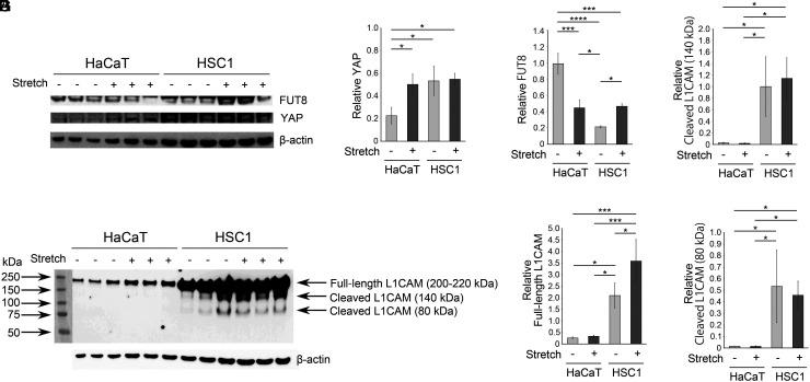 https://cdn.ncbi.nlm.nih.gov/pmc/blobs/e5aa/11843287/a99a468a4902/jiao-21-1-241652_f003.jpg