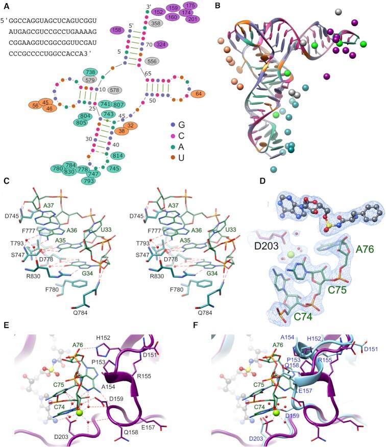 https://cdn.ncbi.nlm.nih.gov/pmc/blobs/e5af/8136816/424447275469/gkab272fig6.jpg