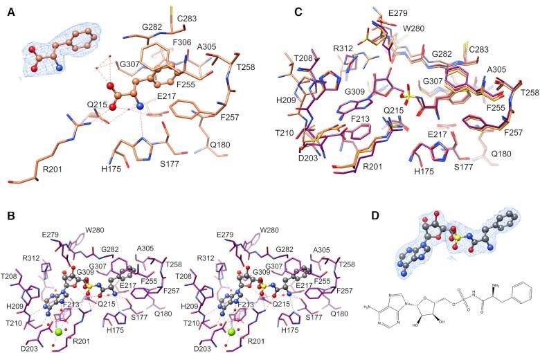 https://cdn.ncbi.nlm.nih.gov/pmc/blobs/e5af/8136816/6430386cb7dc/gkab272fig5.jpg