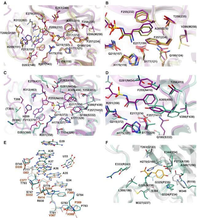https://cdn.ncbi.nlm.nih.gov/pmc/blobs/e5af/8136816/7e4fd42c6ef3/gkab272fig8.jpg