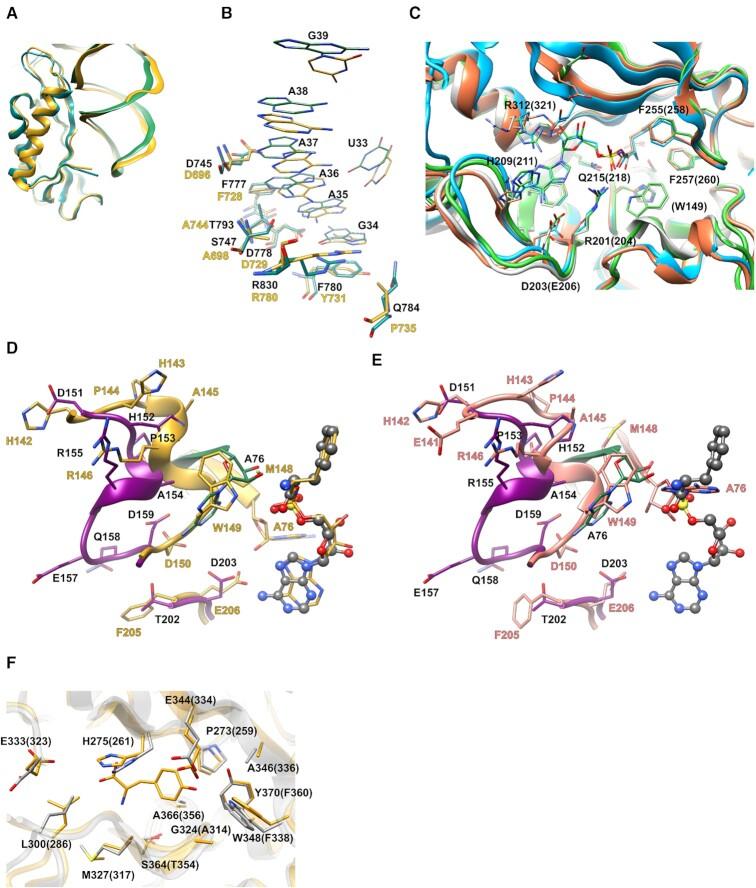 https://cdn.ncbi.nlm.nih.gov/pmc/blobs/e5af/8136816/d900261065ac/gkab272fig7.jpg