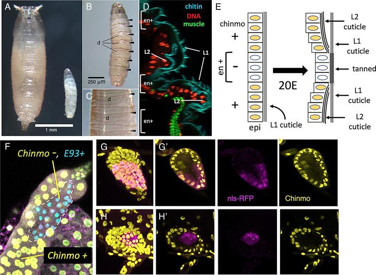 https://cdn.ncbi.nlm.nih.gov/pmc/blobs/e5b1/9169713/0605f609cea3/pnas.2201071119fig03.jpg