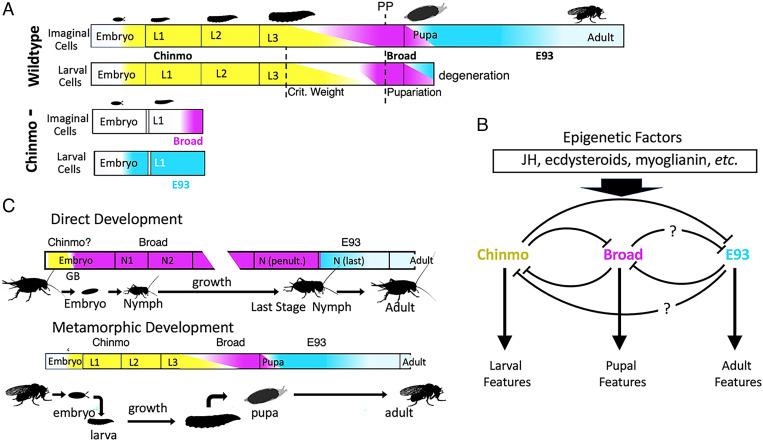 https://cdn.ncbi.nlm.nih.gov/pmc/blobs/e5b1/9169713/7665bed03cec/pnas.2201071119fig04.jpg
