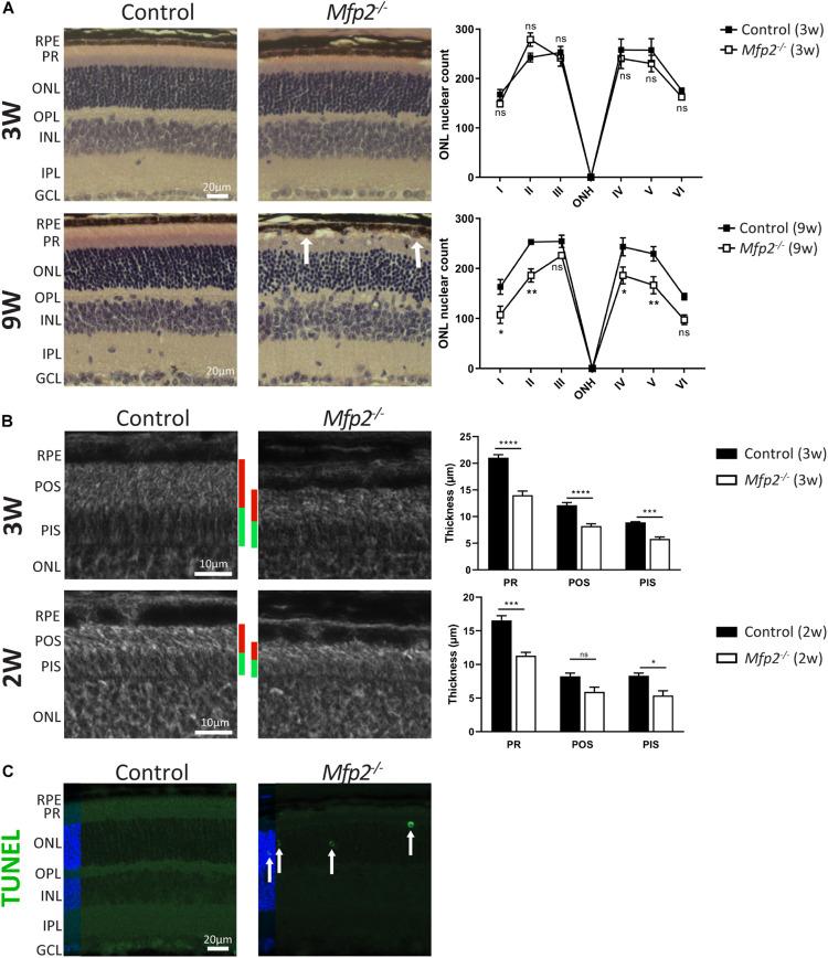 https://cdn.ncbi.nlm.nih.gov/pmc/blobs/e5b3/7884615/61fc8b7d832b/fcell-09-632930-g003.jpg