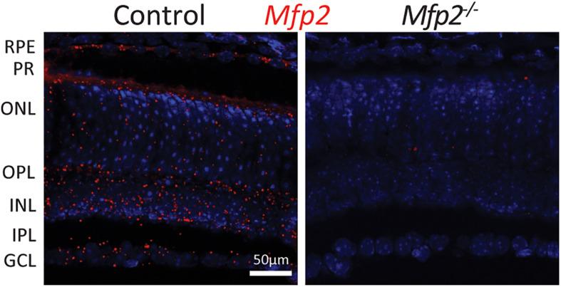 https://cdn.ncbi.nlm.nih.gov/pmc/blobs/e5b3/7884615/6b958a7f4aa3/fcell-09-632930-g001.jpg