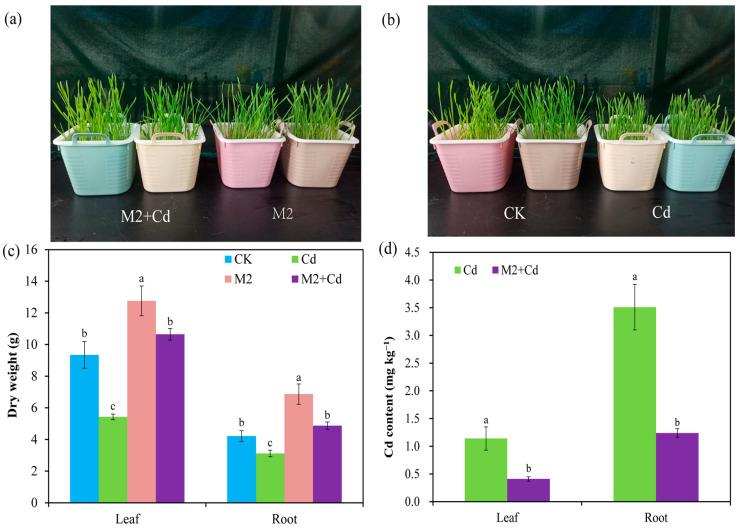https://cdn.ncbi.nlm.nih.gov/pmc/blobs/e5b4/11280808/6ad511612bb9/plants-13-01989-g002.jpg
