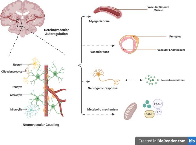 https://cdn.ncbi.nlm.nih.gov/pmc/blobs/e5b6/10874332/93a3ad095bdf/12031_2024_2193_Fig1_HTML.jpg