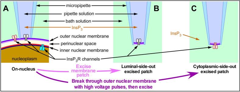 https://cdn.ncbi.nlm.nih.gov/pmc/blobs/e5b9/7259957/2dd953185a2a/elife-53531-fig1.jpg