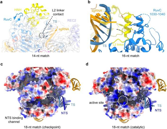 https://cdn.ncbi.nlm.nih.gov/pmc/blobs/e5b9/9433323/512f7a164650/41586_2022_5114_Fig12_ESM.jpg