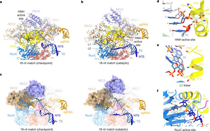 https://cdn.ncbi.nlm.nih.gov/pmc/blobs/e5b9/9433323/b078c8e002d8/41586_2022_5114_Fig4_HTML.jpg
