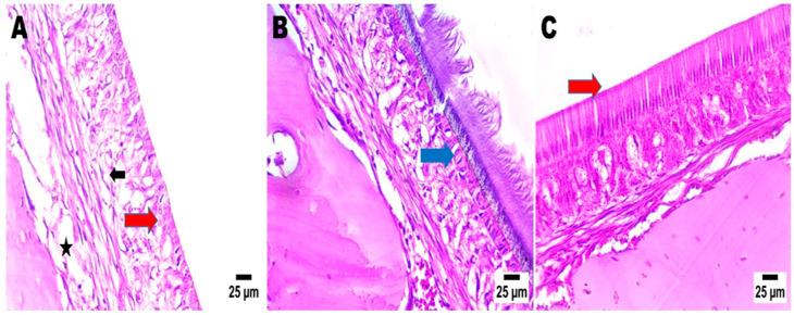 https://cdn.ncbi.nlm.nih.gov/pmc/blobs/e5ba/11768278/6fe0c6fb8e16/pharmaceuticals-18-00046-g005.jpg