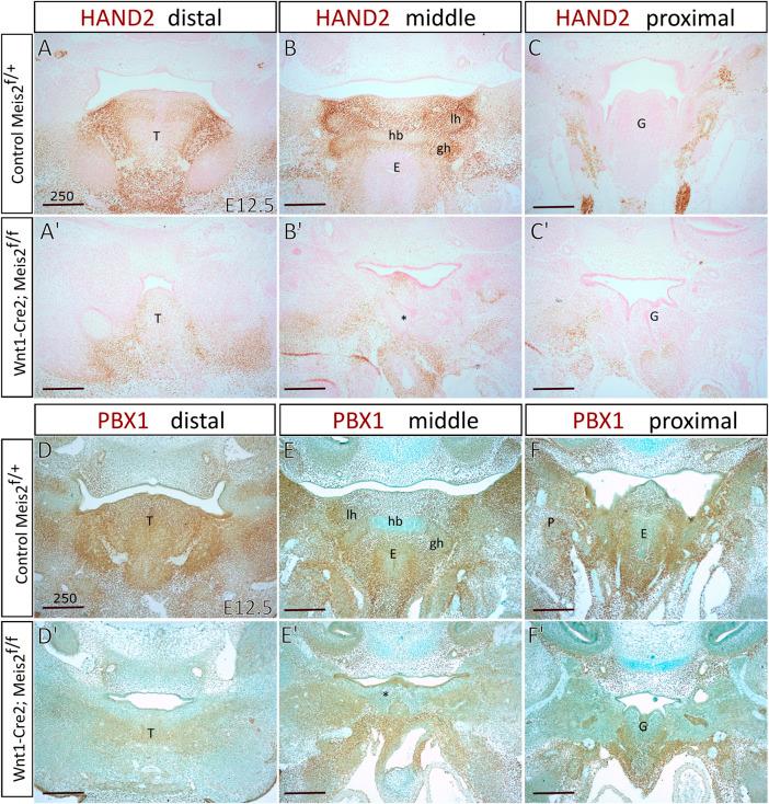 https://cdn.ncbi.nlm.nih.gov/pmc/blobs/e5ba/9554219/00d6f5d64a87/fcell-10-951063-g008.jpg