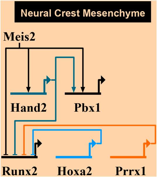 https://cdn.ncbi.nlm.nih.gov/pmc/blobs/e5ba/9554219/5973c36aab2b/fcell-10-951063-g010.jpg