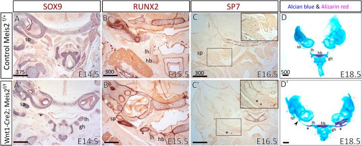 https://cdn.ncbi.nlm.nih.gov/pmc/blobs/e5ba/9554219/5f6b042ceae0/fcell-10-951063-g004.jpg