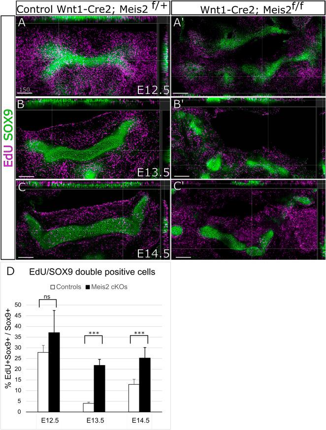 https://cdn.ncbi.nlm.nih.gov/pmc/blobs/e5ba/9554219/673a784e4f99/fcell-10-951063-g005.jpg