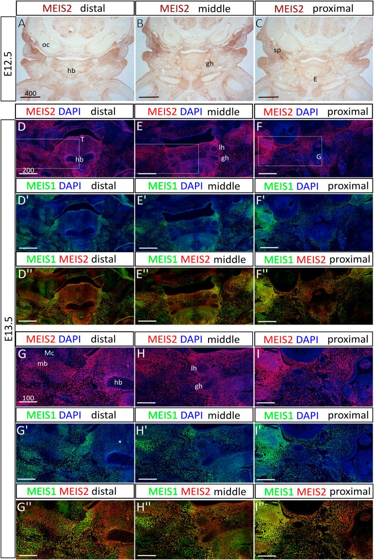 https://cdn.ncbi.nlm.nih.gov/pmc/blobs/e5ba/9554219/86b945c0cb49/fcell-10-951063-g001.jpg