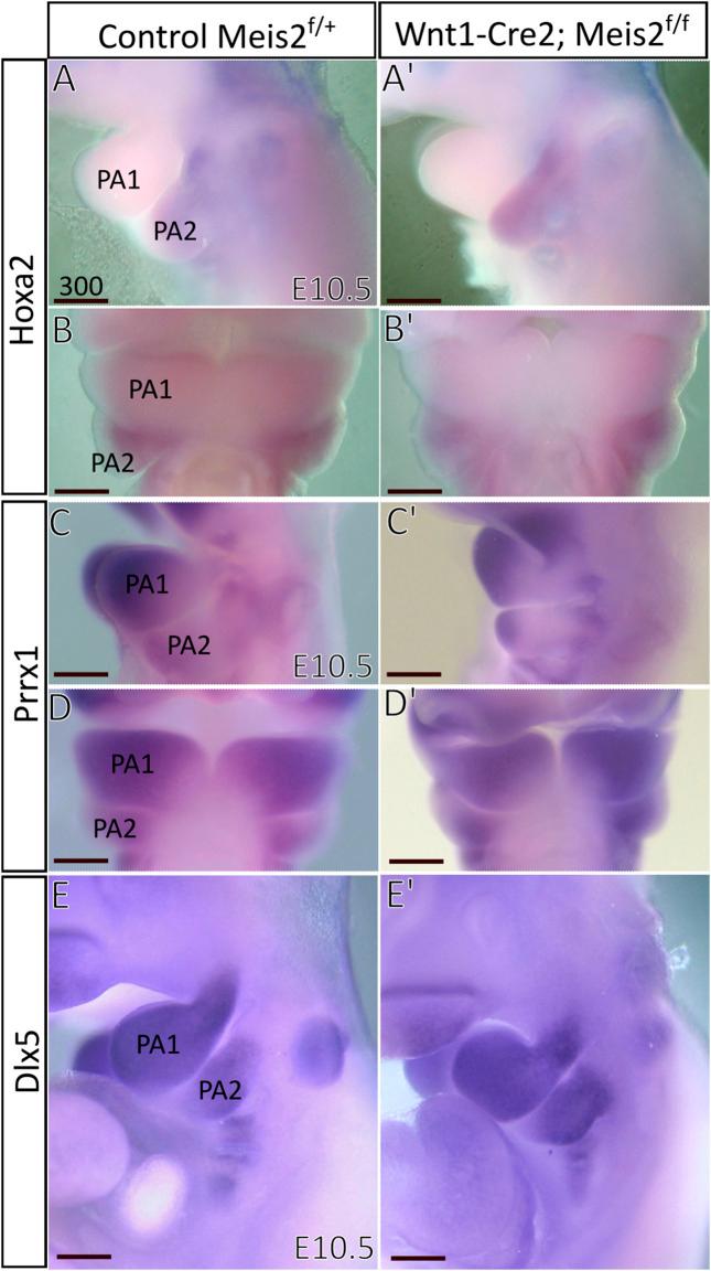 https://cdn.ncbi.nlm.nih.gov/pmc/blobs/e5ba/9554219/883a47865711/fcell-10-951063-g009.jpg