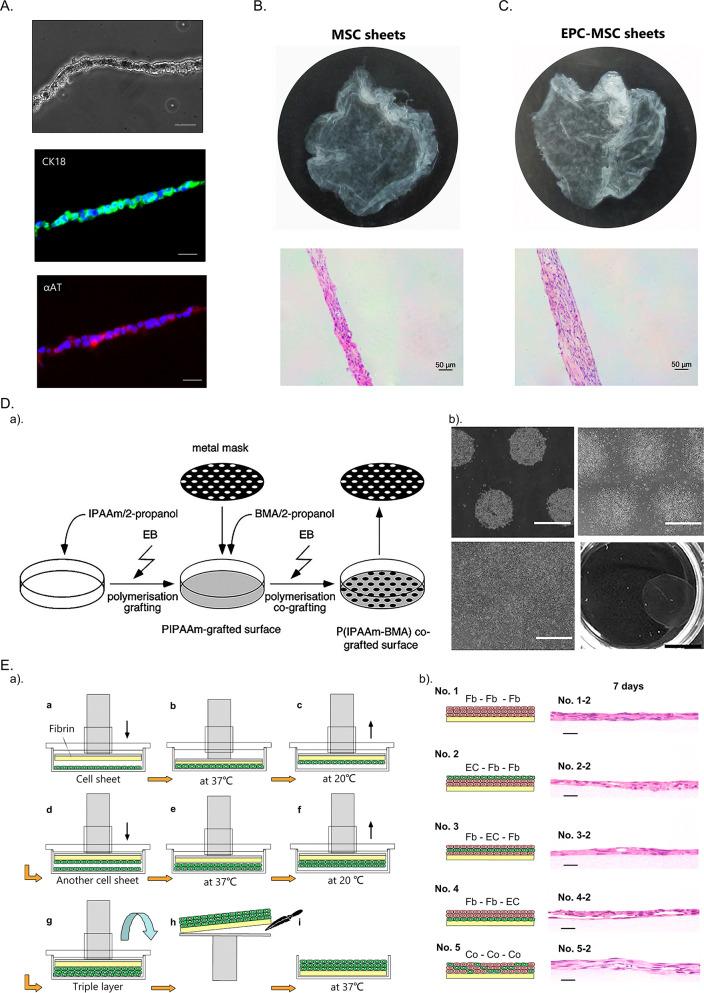 https://cdn.ncbi.nlm.nih.gov/pmc/blobs/e5bb/11438047/907e7fe7857a/13287_2024_3937_Fig6_HTML.jpg