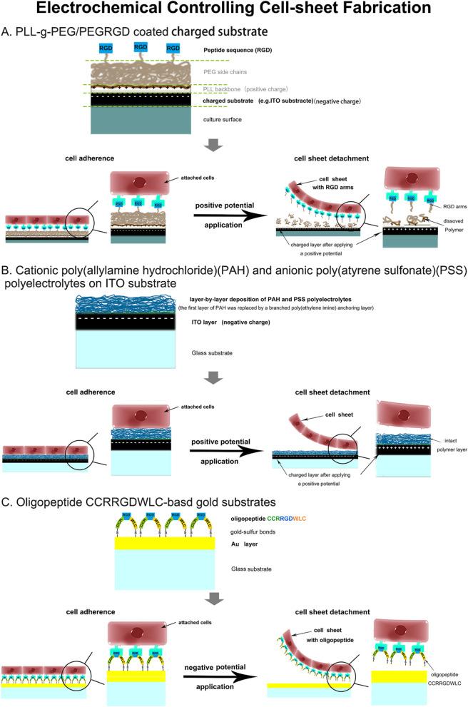 https://cdn.ncbi.nlm.nih.gov/pmc/blobs/e5bb/11438047/faa524de8816/13287_2024_3937_Fig3_HTML.jpg