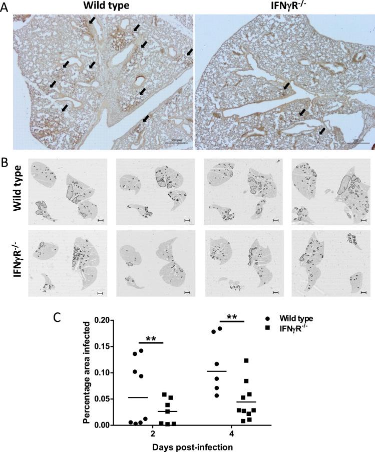 https://cdn.ncbi.nlm.nih.gov/pmc/blobs/e5c2/6286381/d4cad9aefff0/gr3.jpg