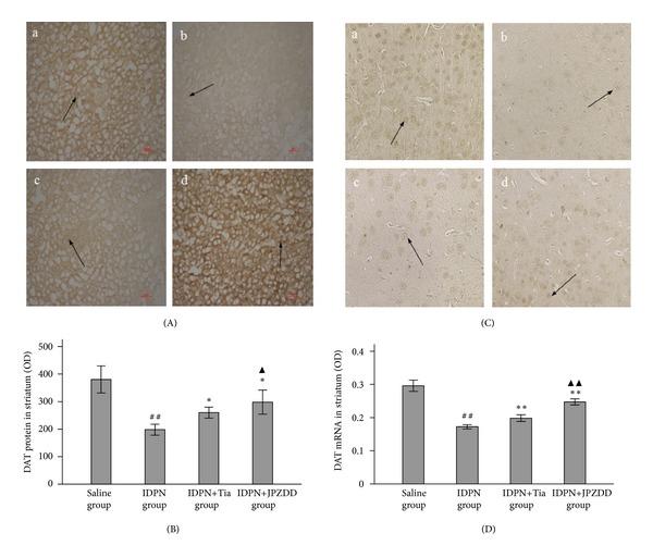 https://cdn.ncbi.nlm.nih.gov/pmc/blobs/e5c3/3574653/2afedaf3e149/ECAM2013-385685.003.jpg