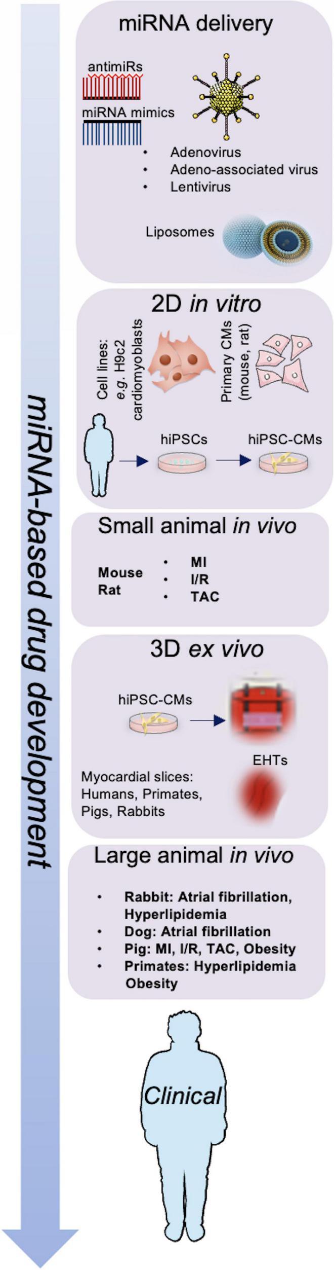 https://cdn.ncbi.nlm.nih.gov/pmc/blobs/e5c3/9043126/b61a53b6ad73/fcvm-09-863238-g001.jpg