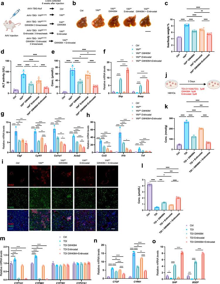 https://cdn.ncbi.nlm.nih.gov/pmc/blobs/e5c7/12000370/cb4c0d75fa60/41467_2025_58809_Fig7_HTML.jpg
