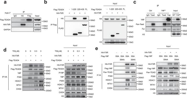 https://cdn.ncbi.nlm.nih.gov/pmc/blobs/e5c7/12000370/e38878b55b5c/41467_2025_58809_Fig6_HTML.jpg