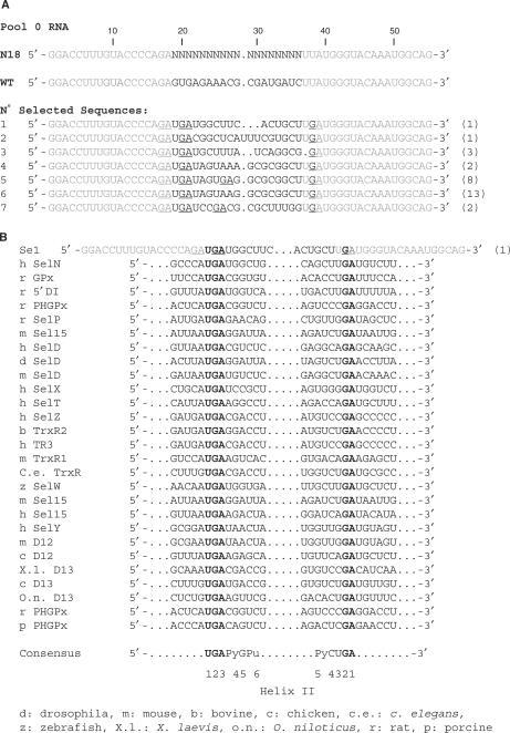 https://cdn.ncbi.nlm.nih.gov/pmc/blobs/e5ca/1874613/0a51b1ec925f/gkm066f3a.jpg