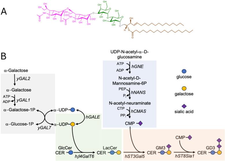https://cdn.ncbi.nlm.nih.gov/pmc/blobs/e5cc/12395927/1155765683f9/13068_2025_2697_Fig1_HTML.jpg