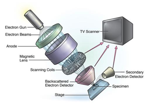 https://cdn.ncbi.nlm.nih.gov/pmc/blobs/e5d1/9138806/6a4e4ae6ade6/jbc-41-e5-g002.jpg
