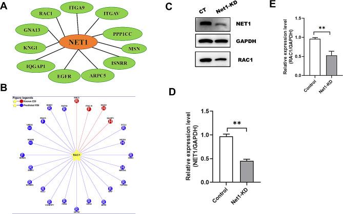 https://cdn.ncbi.nlm.nih.gov/pmc/blobs/e5d5/10759572/0dee554faa82/12958_2023_1177_Fig5_HTML.jpg