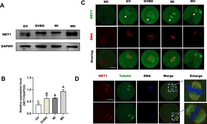 https://cdn.ncbi.nlm.nih.gov/pmc/blobs/e5d5/10759572/2742a202e10e/12958_2023_1177_Fig1_HTML.jpg