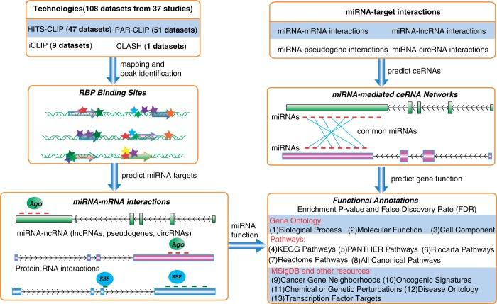 https://cdn.ncbi.nlm.nih.gov/pmc/blobs/e5d6/3964941/1285b0d350b9/gkt1248f1p.jpg