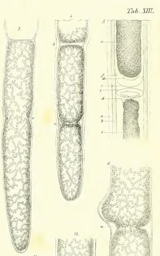 https://cdn.ncbi.nlm.nih.gov/pmc/blobs/e5d7/11648834/0d2ea1e9ee54/CPZ1-2-0-g001.jpg