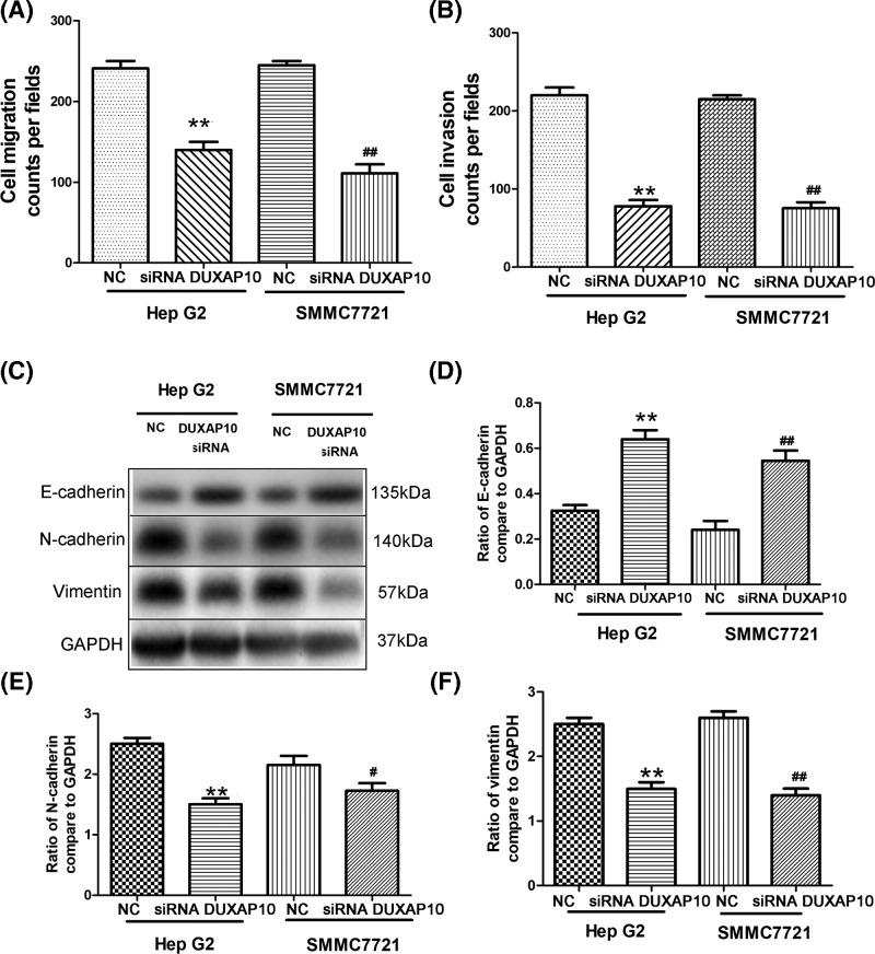 https://cdn.ncbi.nlm.nih.gov/pmc/blobs/e5d8/6542759/08c15321fc1f/bsr-39-bsr20181457-g3.jpg