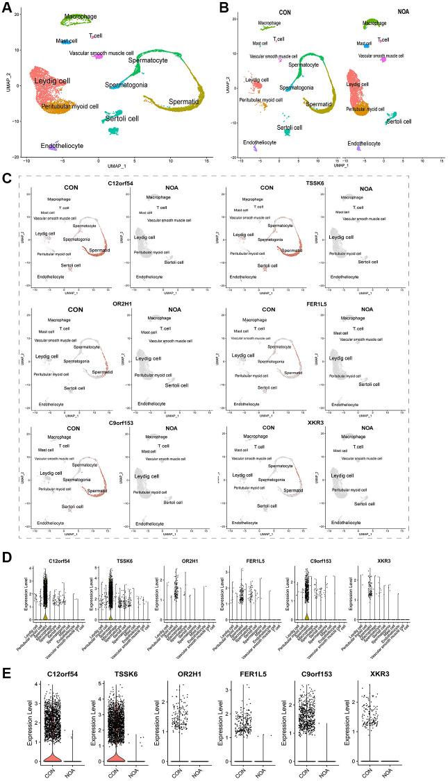 https://cdn.ncbi.nlm.nih.gov/pmc/blobs/e5db/10257997/67315a6476a3/aging-15-204749-g005.jpg