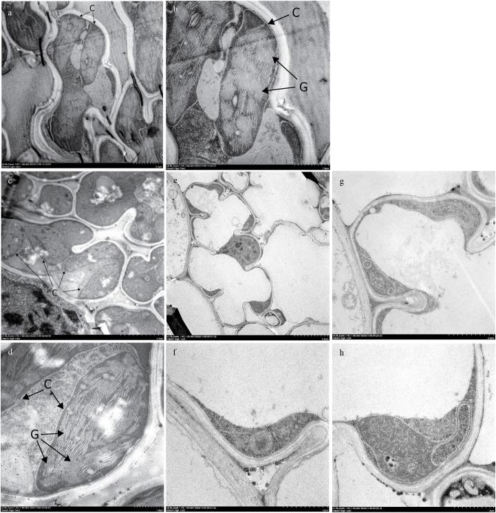 https://cdn.ncbi.nlm.nih.gov/pmc/blobs/e5e5/12405276/753289a63560/fpls-16-1622640-g004.jpg