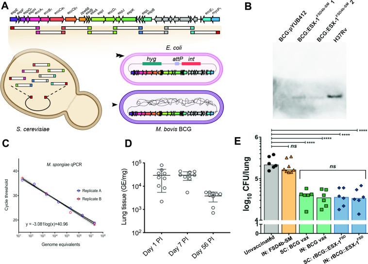 https://cdn.ncbi.nlm.nih.gov/pmc/blobs/e5e6/11361433/026266a30333/ppat.1012440.g004.jpg