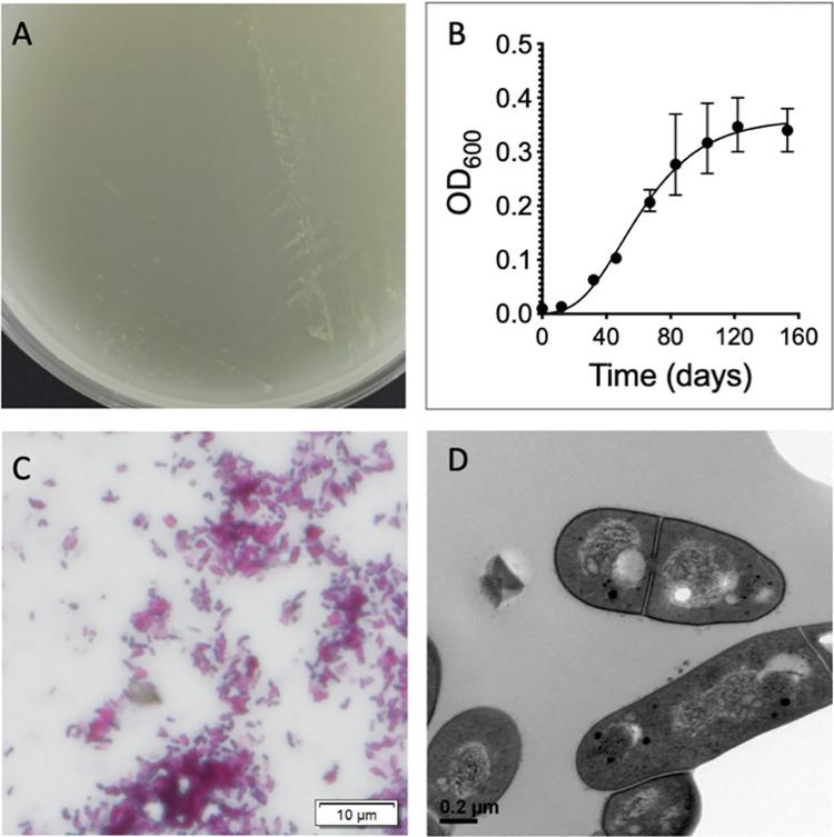 https://cdn.ncbi.nlm.nih.gov/pmc/blobs/e5e6/11361433/063d5841bf37/ppat.1012440.g001.jpg